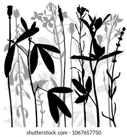Vector background with silhouette of wild plants, herbs and flowers, botanical illustration, natural floral template