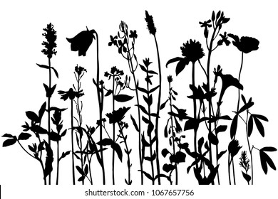 Vector background with silhouette of wild plants, herbs and flowers, botanical illustration, natural floral template