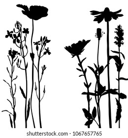 Vector background with silhouette of wild plants, herbs and flowers, botanical illustration, natural floral template