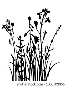 Vector background with silhouette of wild plants, herbs and flowers, botanical illustration, natural floral template