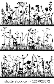 Vector background with silhouette of wild plants, herbs and flowers, botanical illustration, natural floral template