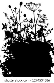 Vector background with silhouette of wild plants, herbs and flowers, botanical illustration, natural floral template