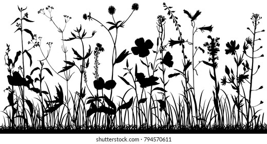 Vector background with silhouette of wild plants, herbs and flowers, botanical illustration, natural floral template