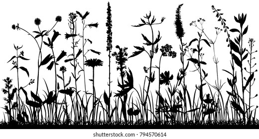 Vector background with silhouette of wild plants, herbs and flowers, botanical illustration, natural floral template