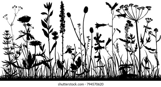 Vector background with silhouette of wild plants, herbs and flowers, botanical illustration, natural floral template