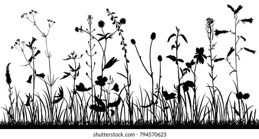 Vector background with silhouette of wild plants, herbs and flowers, botanical illustration, natural floral template