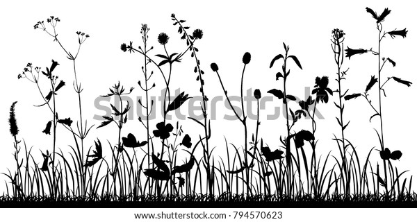 野生の植物のシルエットとベクター画像背景 ハーブと花 植物イラスト 自然の花柄テンプレート のベクター画像素材 ロイヤリティフリー