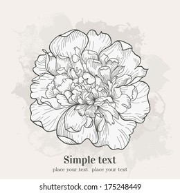 Vector background with single peony. Hand drawn  illustration.  