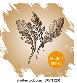 Vector background sketch arugula
