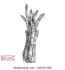 Vector background, sketch asparagus.
Illustration of vegetable.