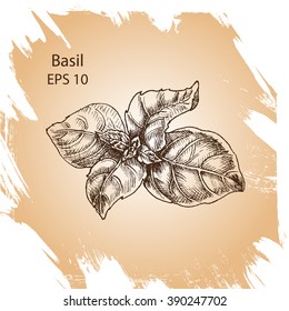 Vector Background Sketch Basil.
