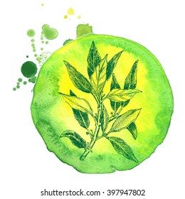 Vector background, sketch the bay leaf, bay leaves, laurel leaf.
Illustration of bay leaf, bay leaves, laurel leaf.