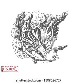 Vector background sketch broccoli. Illustration vegetables.