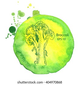 Vector background sketch broccoli.
Watercolor illustration vegetables.