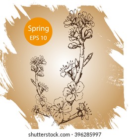 Vector background sketch flowering tree apricot, cherry, Apple, Sakura.