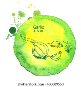 Vector background sketch garlic
