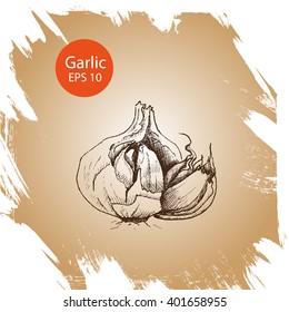 Vector background sketch garlic