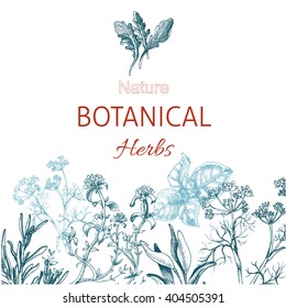 Vector background sketch herbs.
Herbs - Bay leaf, dill, thyme, sage, rosemary, Basil, parsley, arugula
Card herbs.