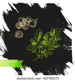 Vector background, sketch the herbs and spice.
Illustration of coriander.