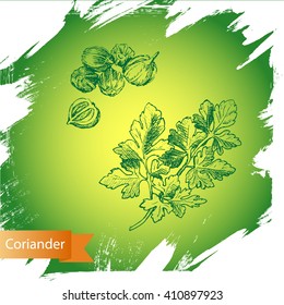 Vector background, sketch the herbs and spice.
Illustration of coriander.