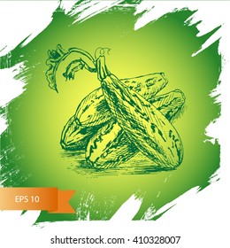 Vector background sketch marrows.
Illustration vegetable.