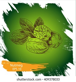 Vector background sketch nutmeg.
Illustration spices.