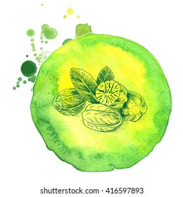 Vector background sketch nutmeg.
Illustration spices.