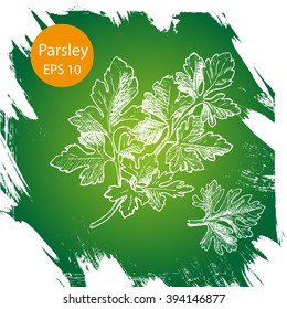 Vector background, sketch the parsley.
Illustration of parsley.