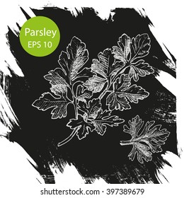 Vector background, sketch the parsley.
Illustration of parsley.