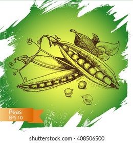 Vector background sketch Peas.
Illustration of vegetable.