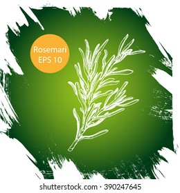 Vector background sketch rosemary.
Chalk Board herb rosemary.