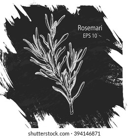 Vector background sketch rosemary.
Chalk Board herb rosemary.