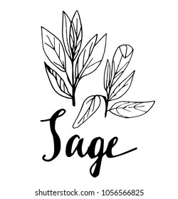 Vector the background, sketch the sage
