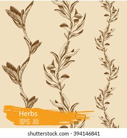 Vector the background, sketch the sage.
Illustration of sage.