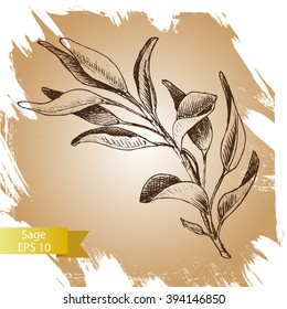 Vector the background, sketch the sage.
Illustration of sage.