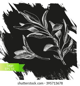 Vector the background, sketch the sage.
Illustration of sage.