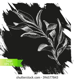 Vector the background, sketch the sage.
Illustration of sage.