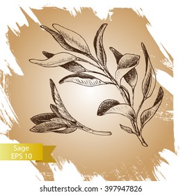 Vector the background, sketch the sage.
Illustration of sage.