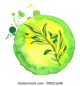 Vector the background, sketch the sage.
Illustration of sage.