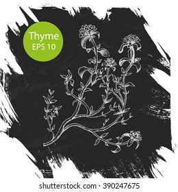 Vector background sketch thyme.
Chalk Board herb thyme.