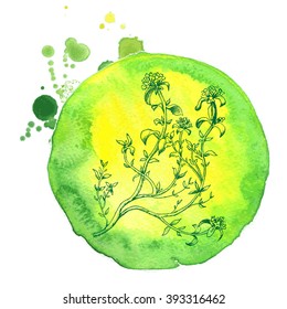 Vector background sketch thyme.
Watercolor herb thyme.