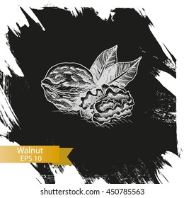 Vector background sketch walnuts.
Illustration nuts.