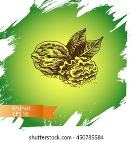 Vector background sketch walnuts.
Illustration nuts.