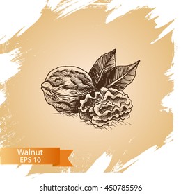 Vector background sketch walnuts.
Illustration nuts.