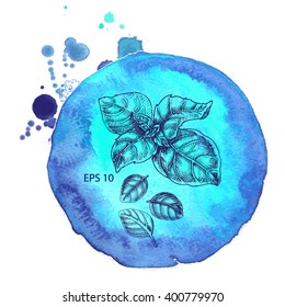 Vector background sketch watercolor Basil.