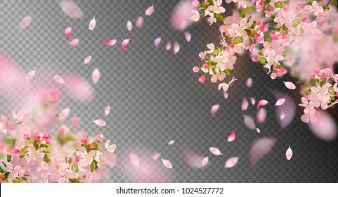 Vector background with spring cherry blossom. Sakura branch in springtime with falling petals and blurred transparent elements - Shutterstock ID 1024527772