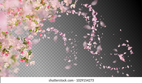 Vector background with spring cherry blossom. Sakura branch in springtime with falling petals and blurred transparent elements