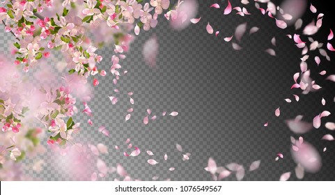 Vector background with spring cherry blossom. Sakura branch in springtime with falling petals and blurred transparent elements
