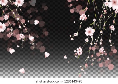 Vector background with spring cherry blossom. Sakura branch in springtime with falling petals and blurred transparent elements - Vector