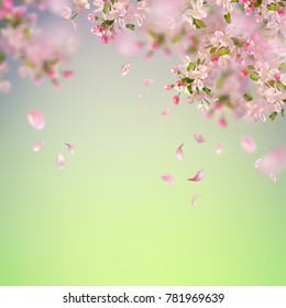 Vector background with spring cherry blossom. Sakura branch in springtime with falling petals
